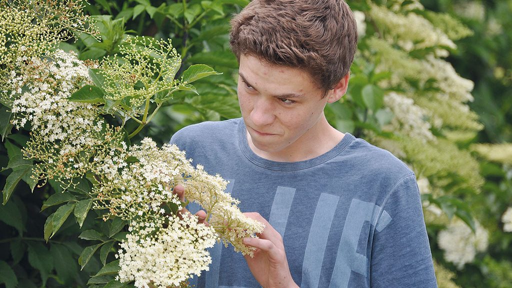 The state of the elderberry flowers