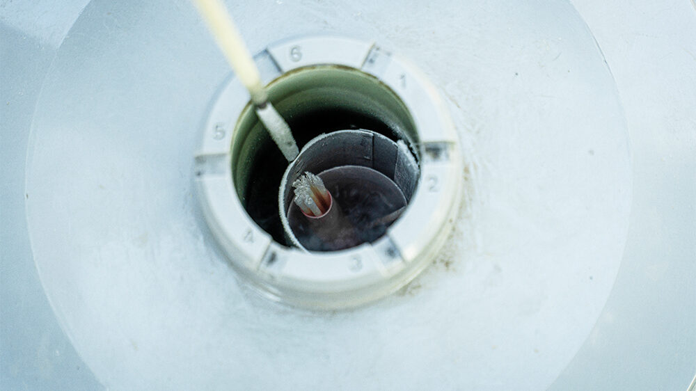 Frozen semen of breeding bulls from America, cooled with liquid nitrogen